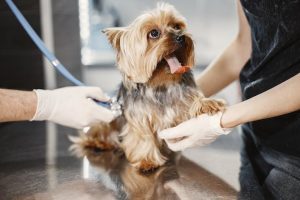 Quanto Custa o Curso de Auxiliar de Veterinário