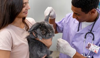Capa do Curso de Clínica de Pequenos Animais