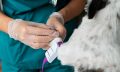Capa do Curso de Reprodução e Obstetrícia Veterinária