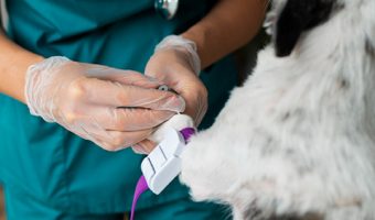 Capa do Curso de Reprodução e Obstetrícia Veterinária