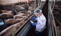 Capa do Curso de Sistemas Integrados de Produção Animal