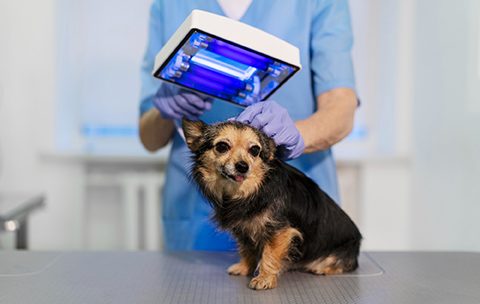 Capa do Curso de Tecnologia de Produtos de Origem Animal